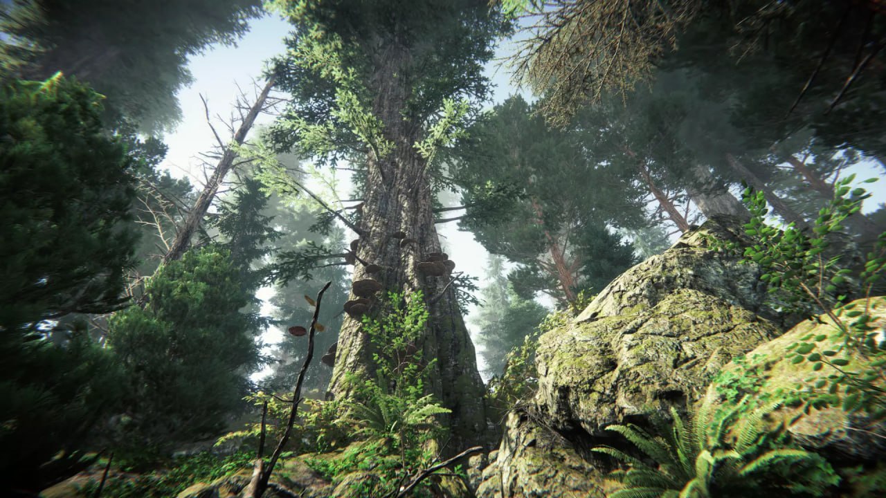 Coniferous Forest📱 - изображение 4